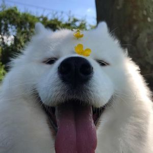 Meet your Posher, Abigail